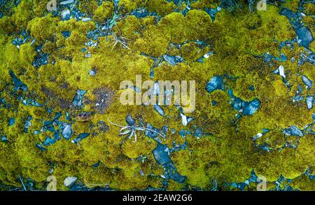 Beautiful Bright Green moss grown up cover the rough stones and on the floor in the forest. Show with macro view. Rocks full of the moss texture in na Stock Photo