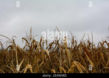 A dried out corn field in autumn Stock Photo