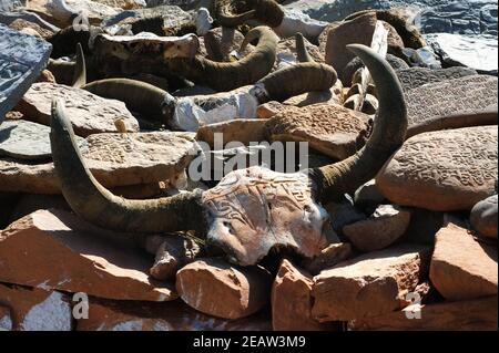 bunch of cow skulls. Carving on the bone and on the horns. Stock Photo