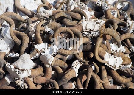 bunch of cow skulls. Carving on the bone and on the horns. Stock Photo