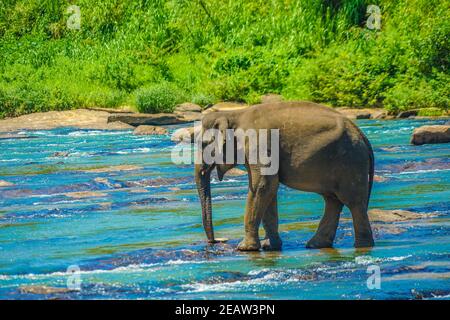 Wild elephant image (Sri Lanka Pinnawara) Stock Photo