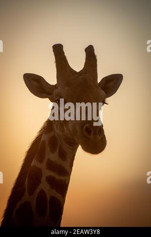 Close-up of southern giraffe head at dusk