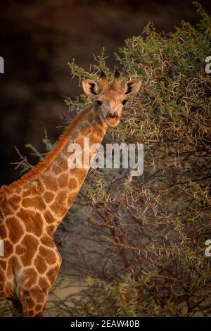 Close-up of southern giraffe standing by thornbush