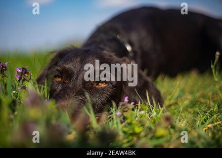 Deutsch Drahthaar Portrait Stock Photo
