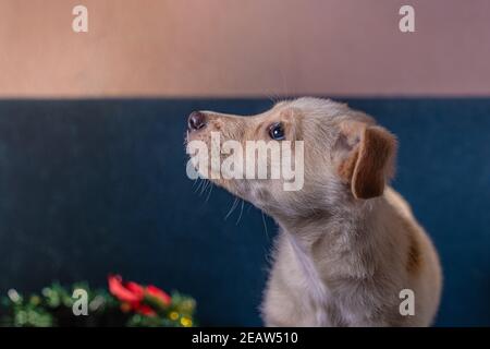 Mongrel puppy with light brown fur funny looking up near a christmas advent wreath on a blue background Stock Photo