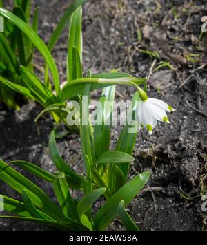 Snowdrops are the first spring flowers among the leaves. Stock Photo