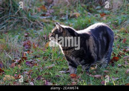 A black and brown cat in autumn against the light of the sun Stock Photo