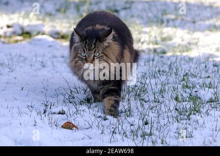 A female Norwegian Forest Cat running through the snow in winter Stock Photo