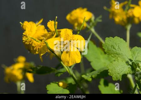 Celandine plant of the buttercup family that produces yellow flowers in the early spring. Sunny photo. Stock Photo