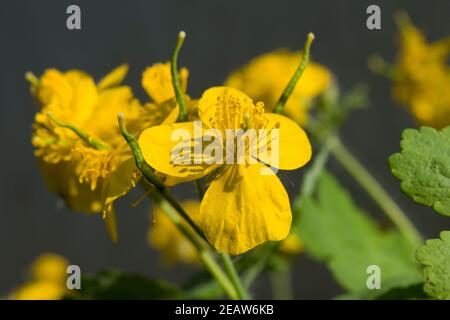 Celandine plant of the buttercup family that produces yellow flowers in the early spring. Sunny photo. Stock Photo