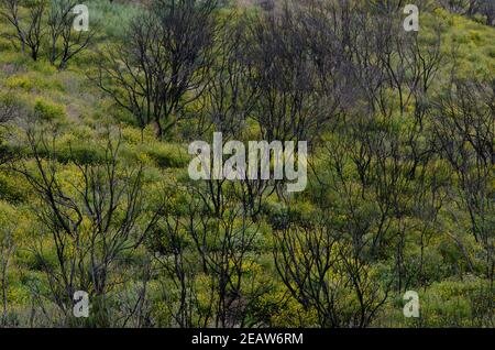 Myrica-Erica shrub forest burned in the Garajonay National Park. Stock Photo