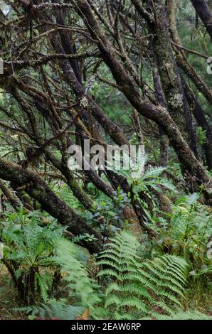 Laurel forest in the Garajonay National Park. Stock Photo