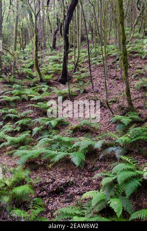 Laurel forest in the Garajonay National Park. Stock Photo