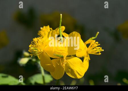 Celandine plant of the buttercup family that produces yellow flowers in the early spring. Sunny photo. Stock Photo