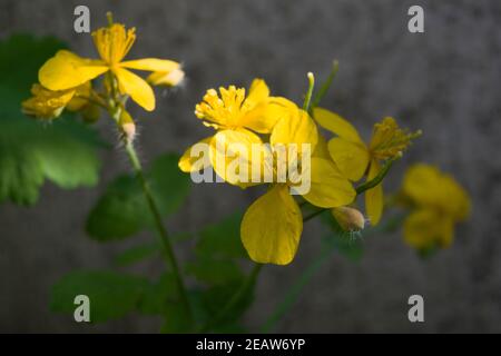 Celandine plant of the buttercup family that produces yellow flowers in the early spring. Sunny photo. Stock Photo