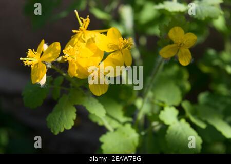 Celandine plant of the buttercup family that produces yellow flowers in the early spring. Sunny photo. Stock Photo