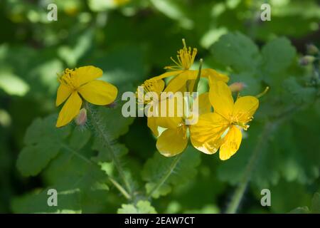 Celandine plant of the buttercup family that produces yellow flowers in the early spring. Sunny photo. Stock Photo