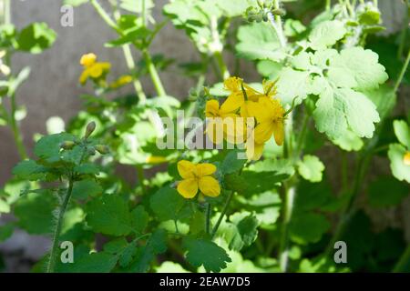 Celandine plant of the buttercup family that produces yellow flowers in the early spring. Sunny photo. Stock Photo