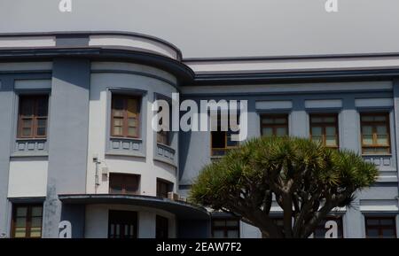 Main building of the La Laguna University and Canary Islands dragon tree. Stock Photo