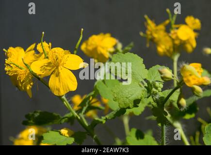 Celandine plant of the buttercup family that produces yellow flowers in the early spring. Sunny photo. Stock Photo