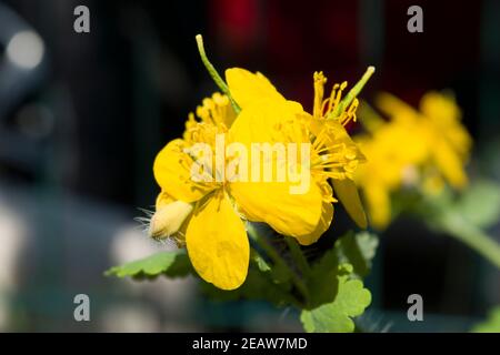 Celandine plant of the buttercup family that produces yellow flowers in the early spring. Sunny photo. Stock Photo