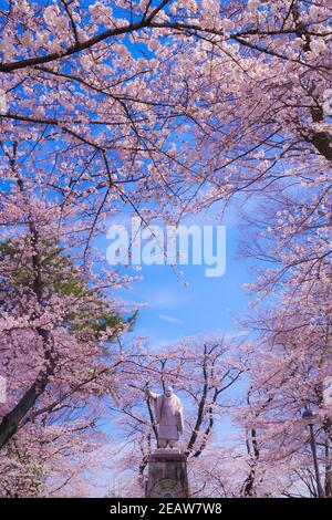 Ikegami Honmonji Temple and cherry blossoms in Tokyo, Japan Stock Photo ...