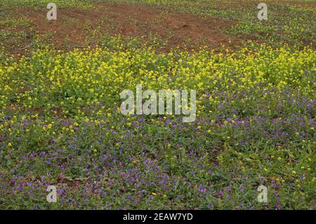 Flowers in a meadow. Stock Photo