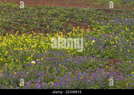 Flowers in a meadow. Stock Photo