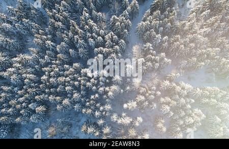 Snowy landscape background. Fir forest with blue snow aerial drone top view Stock Photo