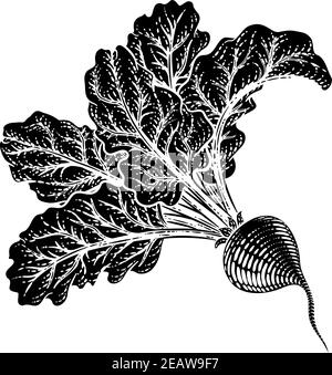 Beet Beetroot Vegetable Woodcut Illustration Stock Vector