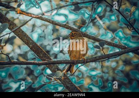 Bird in tree Stock Photo