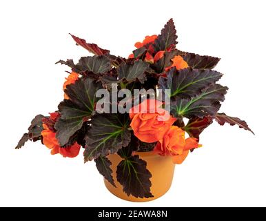 Isolated potted begonia flower Stock Photo