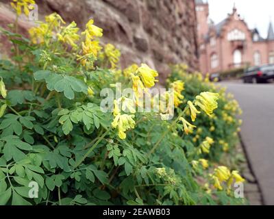 Gelber Lerchensporn (Pseudofumaria lutea, Syn. Corydalis lutea) wÃ¤chst in den Fugen der Schlossmauer Stock Photo