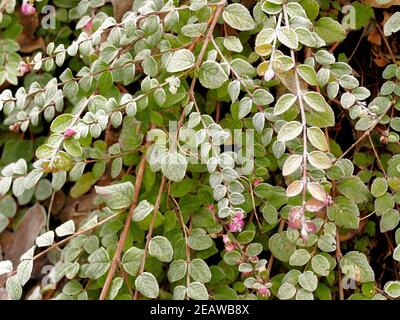 hoarfrost on Cotoneaster in winter Stock Photo