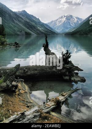 large old snag lies on the banks of a mountain river. Stock Photo