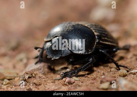 Earth-boring dung beetle. Stock Photo