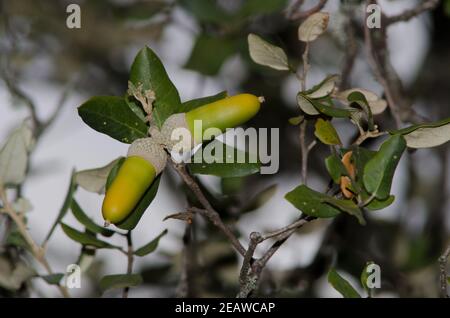 Acorns of evergreen oak. Stock Photo