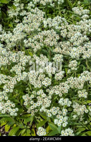 Anaphalis triplinervis 'Sommerschnee' Stock Photo