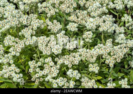 Anaphalis triplinervis 'Sommerschnee' Stock Photo