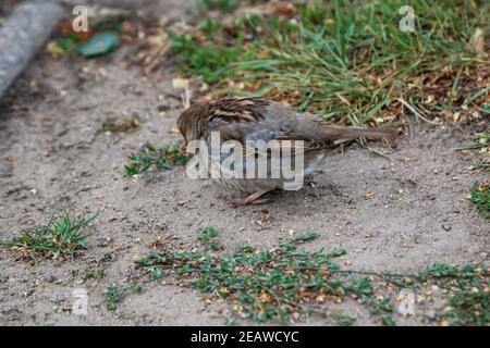 A small sparrow sits on a path and pecks in the ground. Stock Photo