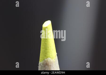 Macro view of the tip of the pencil on a black background. Stock Photo