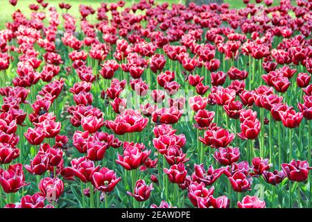 Lilac and yellow tulips on the flower-bed. Spring flowers Stock Photo