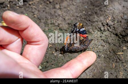 butterfly on a woman's hand in a nature reserve