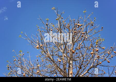 Looking up the baobab tree, only few leaves, but some fruits on branches, against clear blue sky Stock Photo