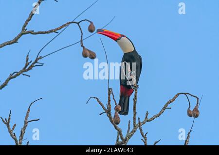 Toco Toucan in a Tropical Tree Stock Photo