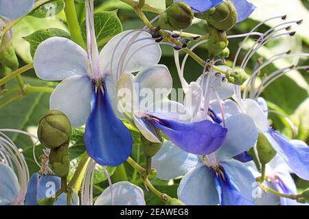 Macro of clerodendrum flowers on a plant Stock Photo
