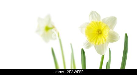 White and yellow daffodil or narcissus spring flowers isolated on white Stock Photo