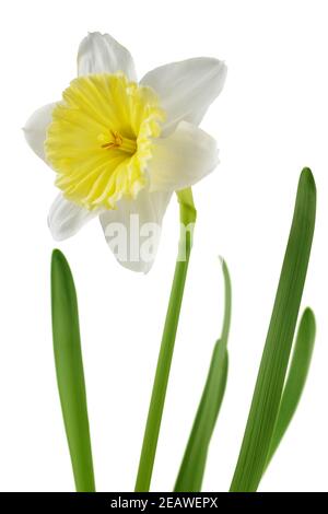 Daffodil or narcissus flowers isolated on white. White and yellow spring flower. Stock Photo