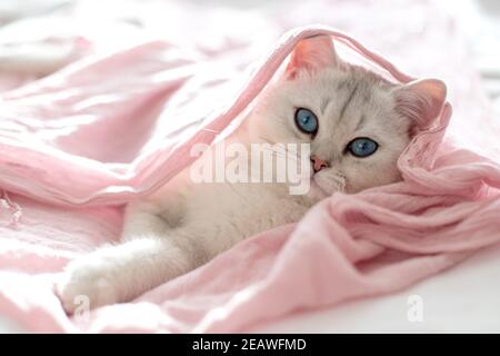 A beautiful white british kitten with blue eyes lies on its back on a pink textile Stock Photo