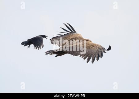 A Large-billed Crow (Corvus macrorhynchos) chases a juvenile Himalayan Griffon (Gyps himalayensis) in the air. Nepal. Stock Photo